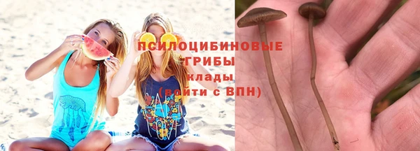 стаф Аркадак